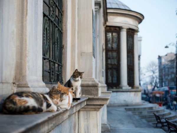 Tham Quan Phố Cổ Istanbul Cả Ngày Có Mệt Với Người Lớn Tuổi? Mẹo Giữ Sức